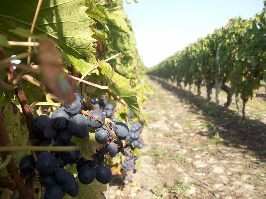 Loire, Châteaux, et Vignes Onzain Extérieur photo